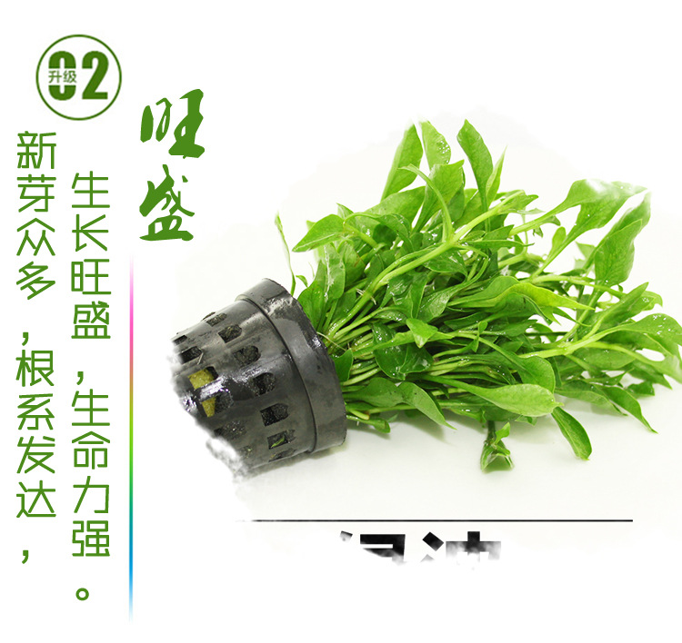 绿波水草_03.jpg
