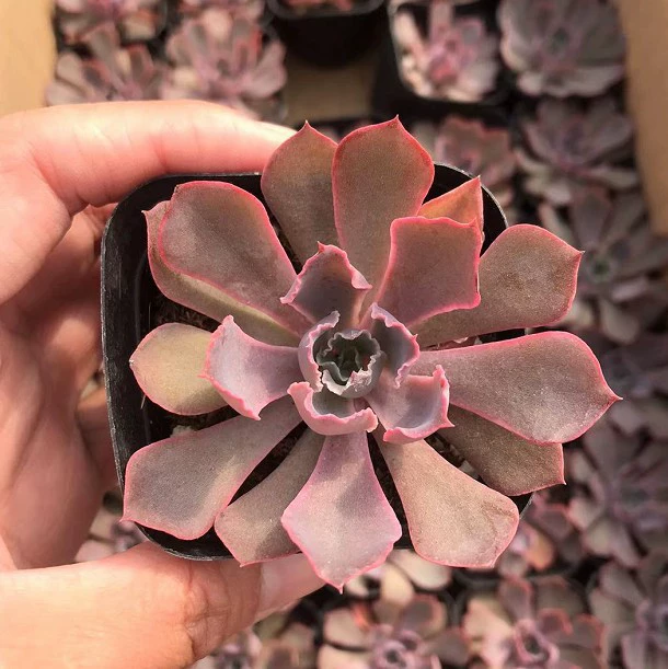 Танец заката 3-5 см голая доставка корней 6,5 см Бассейн Настоящий выстрел