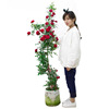 Teng Ben Rose Flower Miao Daosheng Courtyard Plant Pottery Potted Rose Rose Climbing Teng Rose Four Seasons Four Flower Four