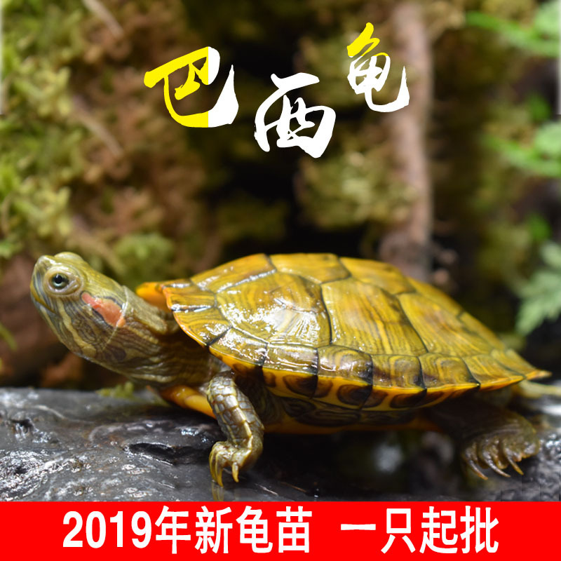 乌龟苗养殖场-乌龟苗养殖场厂家、品牌、图片