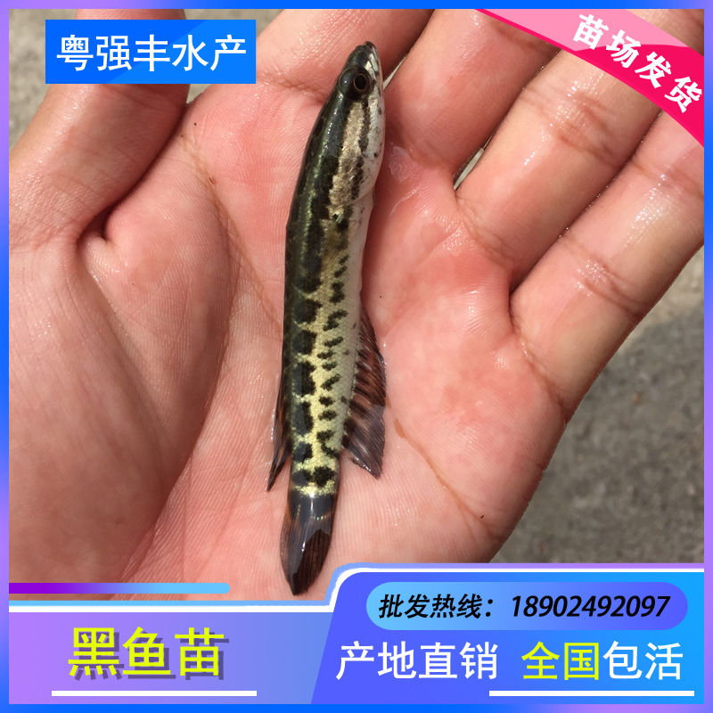Blackfish wholesale living thing freshwater breed Raw Fish Snakehead Watch Fry Domesticated Release Blackfish Fry supply