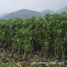 基地销售法国冬青苗珊瑚树苗 围墙绿篱工程用苗 四季常青篱笆苗