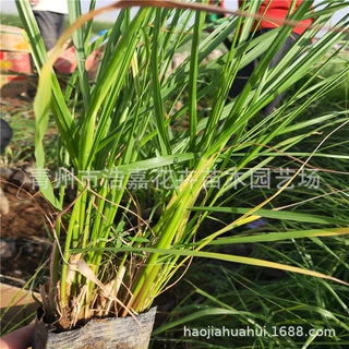 狼尾草 紫穗狼尾草 小兔子狼尾草 观赏草基地 园林绿化工程