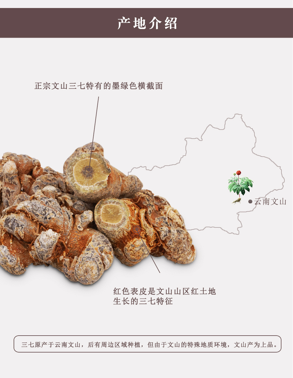 Sanqi Notoginseng Root 20 Head Grade Dried Tianqi Whole Roots 500g Yunnan Wenshan key features
