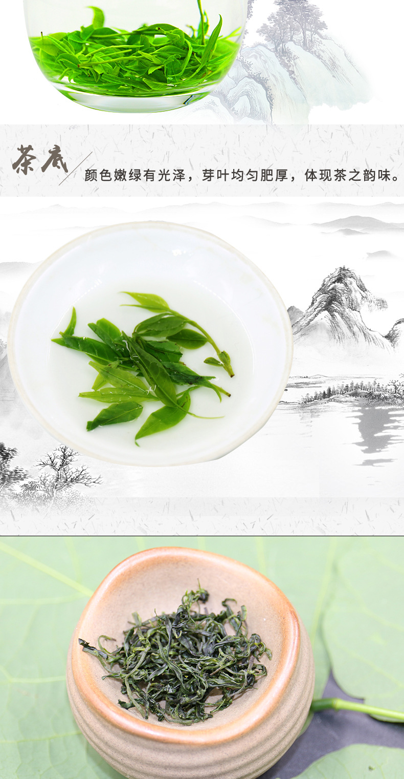 Xiao Ye Ku Ding Tea (Ligustrum robustum) — Early Spring Tender Bud Green Tea, 500g Loose Leaf in use