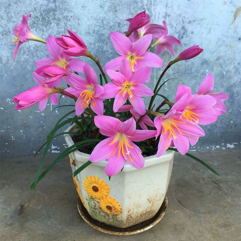 Четыре сезона морозостойкие цветы в горшках Ветер-дождь семенной шар орхидеи двор балкон цветочные семена