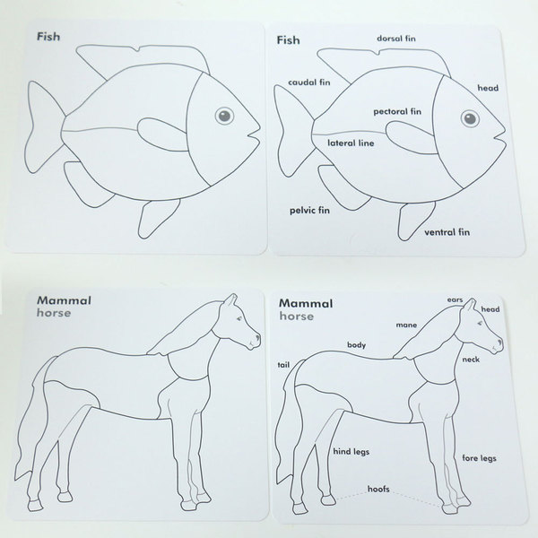 Teaching aids Montessori for kindergarten