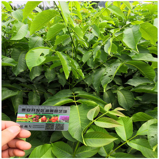 ����ԭ���� ���Ҙ������l  �޽Ӱ�����Ƥ�猍8518������