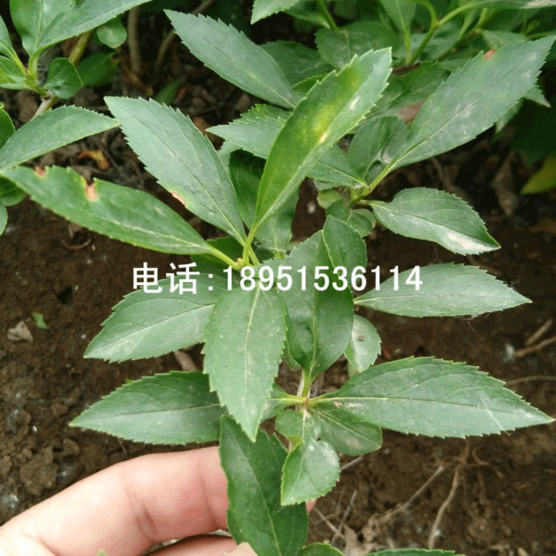 Forsythia Chunhua bloom all over Golden suit Attractions Scenery green Ornament String