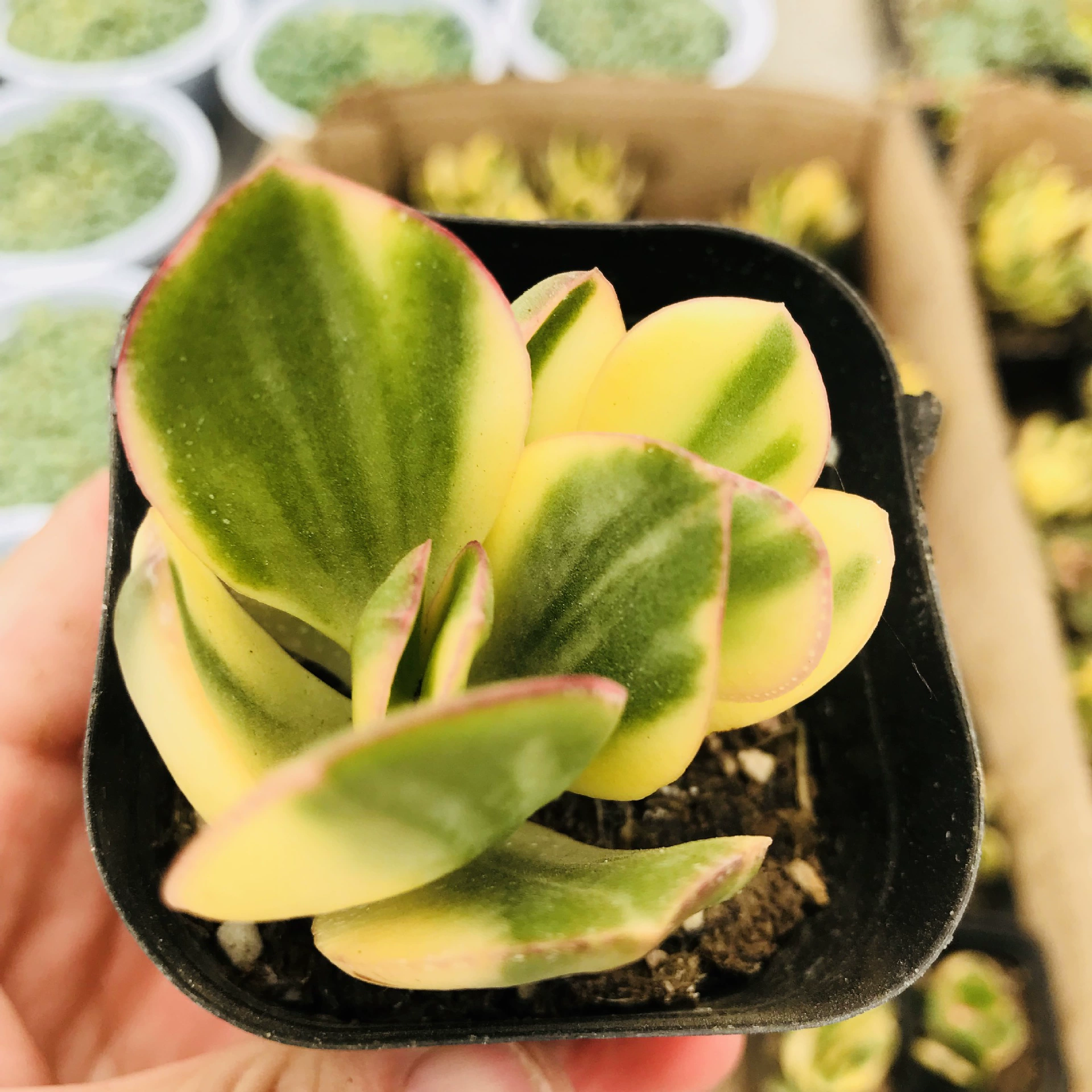 Продажи в помещении, устойчивые к тени и легко поднимающиеся, мясистые трехцветные цветы, месяц компьютерного офиса, настольные, поглощающие формальдегид, месяц трехцветных цветов в горшках