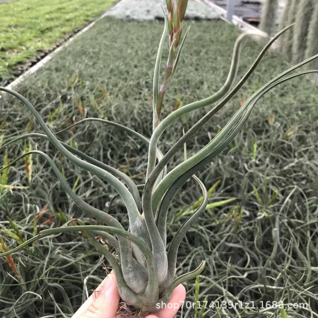 Воздушный ананас, беспочвенное растение, ленивое растение, форма воздушного ананаса, очаровательная основа Медузы, оптом