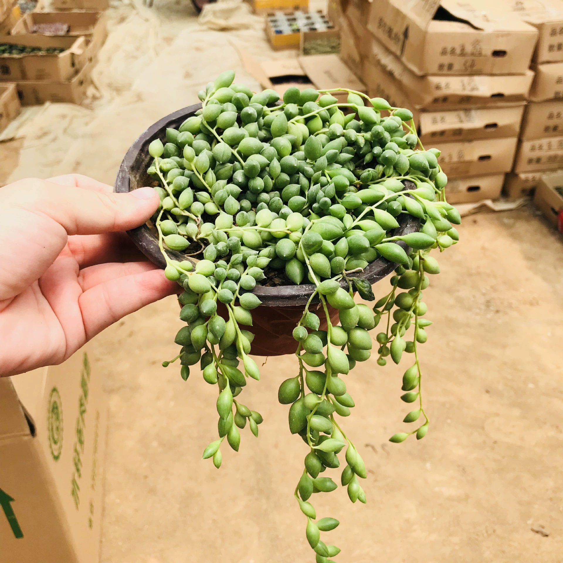 Сочные растения Жемчуг Diaolum Горшечное растение Комнатные цветы Бусины Будды Слезы любовника Горшечное растение поглощает формальдегид для очистки воздуха