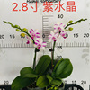 Base direct batch of Phalaenopsis 2.8 -inch flower potted mixed mixed single -loaded indoor high -grade flowers and flowers and green plants