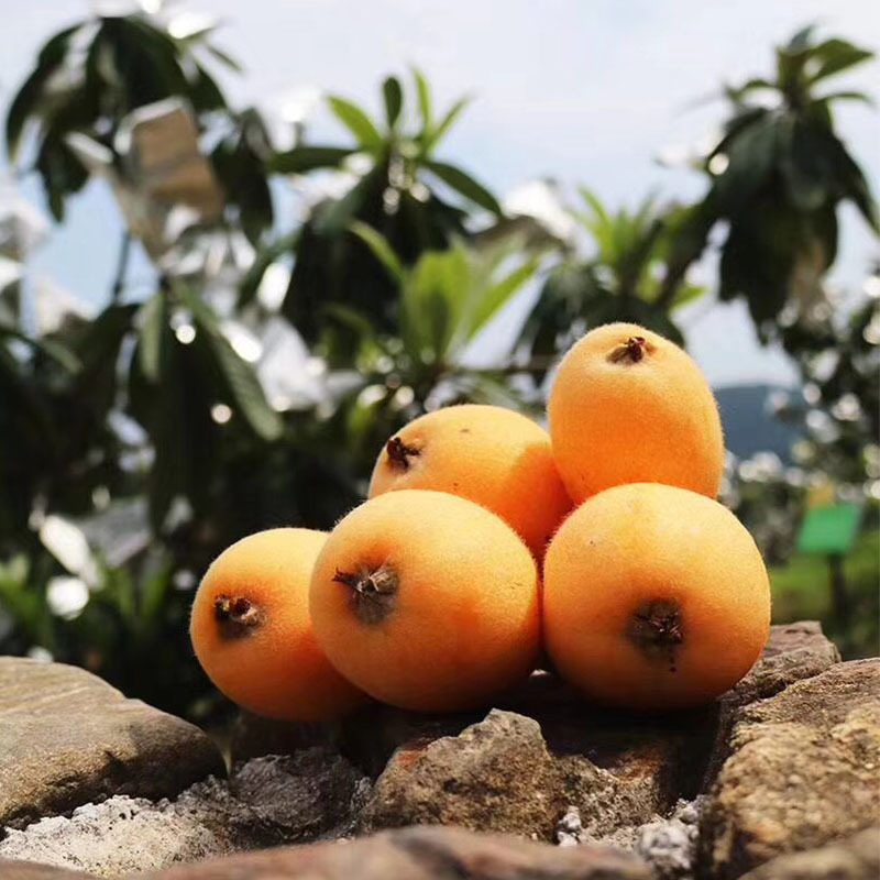 福建云霄枇杷 果园现摘枇杷软糯香甜 一件代发3-5斤装果园现货