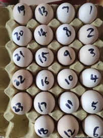 垃圾夹;拖把、拖布桶;其他家务清洁