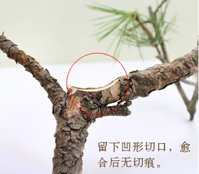 微信图片_20190213103906