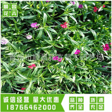 ���ݻ��ܻ������l���ʯ���� �L��ʯ�� �ر��^���ݻ�