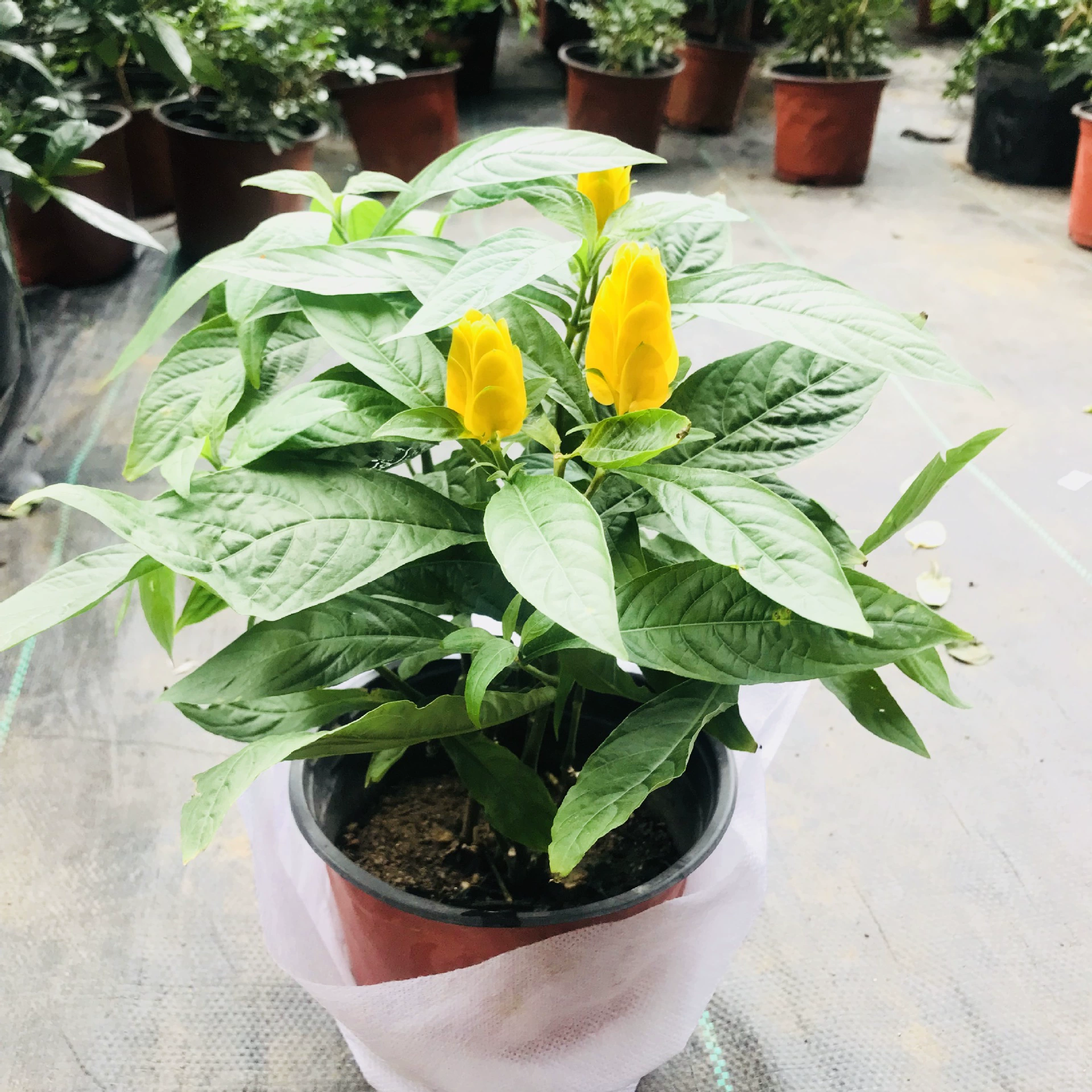 Золотая пагода Горшечные растения Комнатные и уличные балконные цветущие растения Цветущие бутонами Легко вырастить горшечные растения за четыре сезона