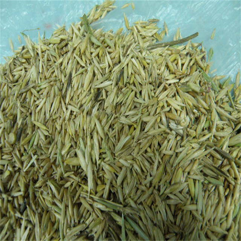 【凌峰公司厂家直供】 皮燕麦 马饲料用皮燕麦 二级皮燕麦