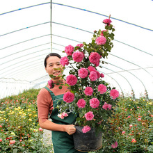 欧月藤本月季花苗特大花四季浓香玫瑰爬藤蔷薇庭院攀援花卉植物