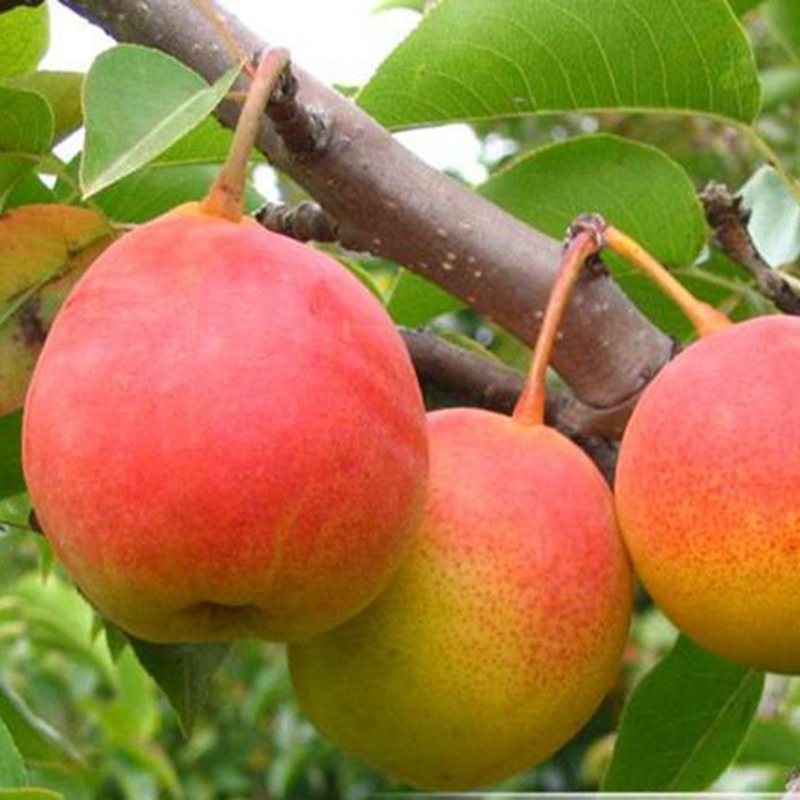 红梨新品种君睐红梨嫁接梨树苗当年结果苹果梨型状南方盆栽包邮