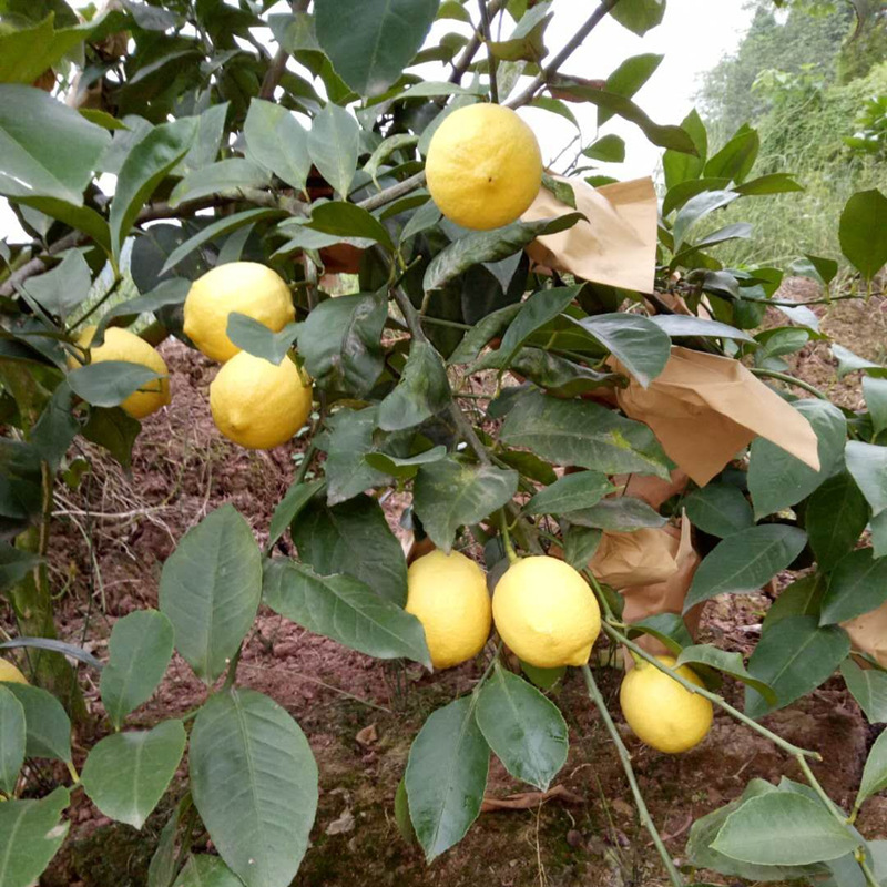 檸檬樹苗 檸檬苗 美國尤力克 嫁接檸檬樹 四川安嶽檸檬樹苗批發
