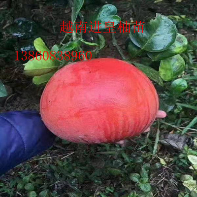 进皇柚苗   金皇柚苗 春季左右成熟胜三红蜜柚|ms