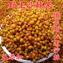 ɳ����Ұ��ɳ�������d���XҰ��ɳ����֮�lԭ�a��   1000g���]