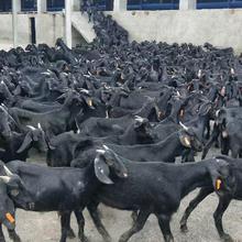 嘉旺养殖场 大量出售肉羊品种 黑山羊母羊价格 纯种努比亚黑山羊