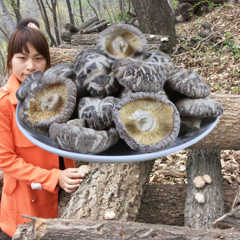 Basswood mushrooms Flower Mushroom Prunable root Delicious Childhood taste