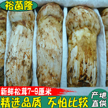 【裕菌隆】鲜松茸7-9公分酒店生鲜松茸云南高原松茸产地1公斤价格
