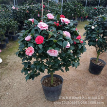 室内绿色盆栽山茶花树苗 室内植物带花冬花花卉