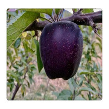 黑钻苹果苗 果实深红色 黑色苹果 适合高海拔光照强地区上色更好