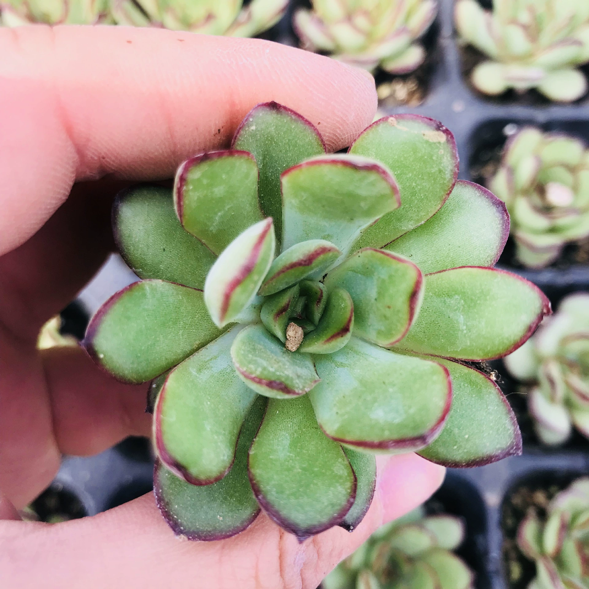 Теплица оптом мясистые растения зеленое тело Лунная ночь красный край Lingyin Комнатные цветы в горшках Начинающий хорошие зеленые цветы