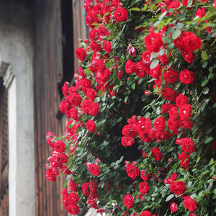 ��Ԯ��tСŮ���¼��໨�̨�Nޱ����I����΢�Ͷ��^�ٱ��¼�����