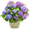 19.8 yuan 2 endless summer fairy flower embroidered ball flower seedlings potted flower viewing flowers and plants indoor flowers bloom in four seasons