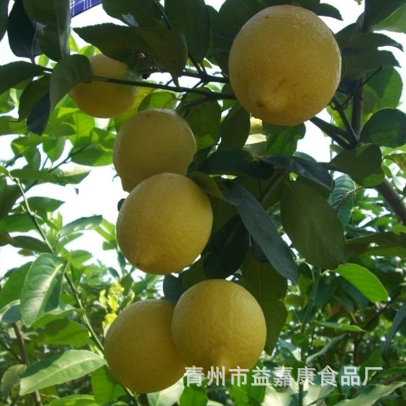 厂家直销 鲜榨新鲜柠檬汁浓缩果汁柠檬饮料 浓缩柠檬汁果味浓浆