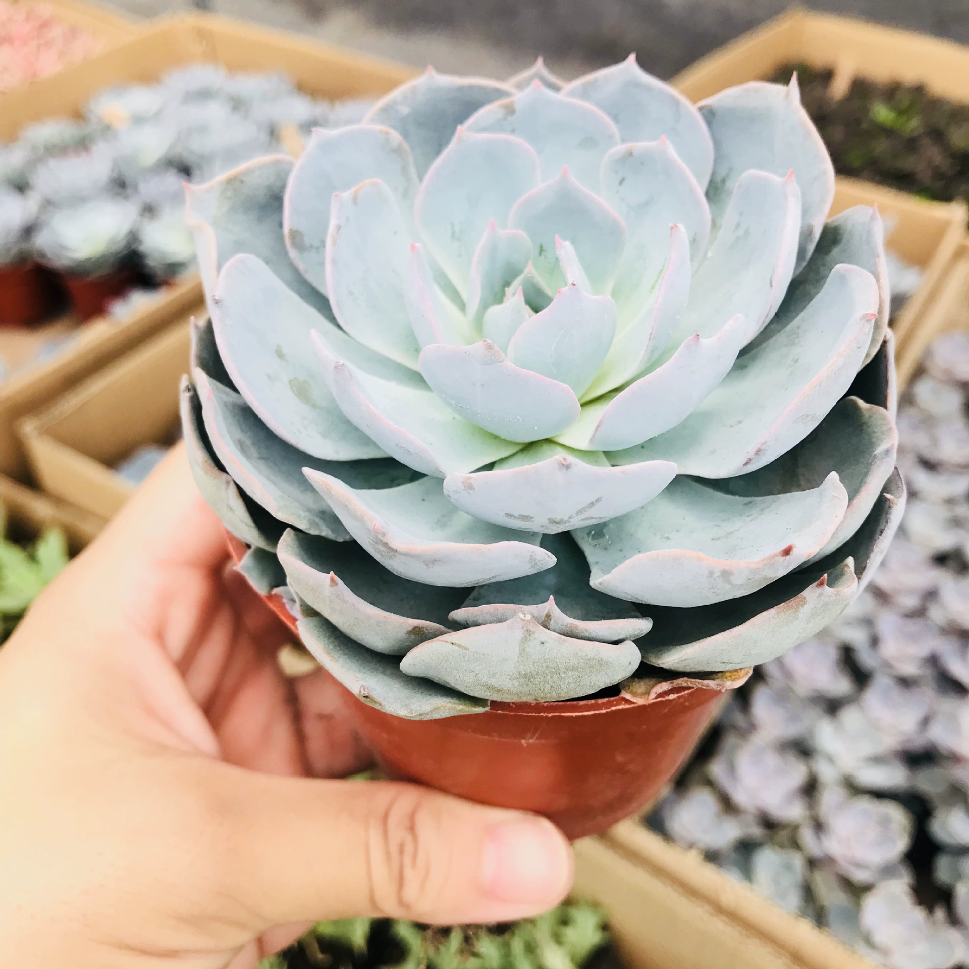 Мясистое растение база прямые волосы большая одна голова милый мясо синий камень лотос Крытый горшок Зеленая посадка синий камень лотос