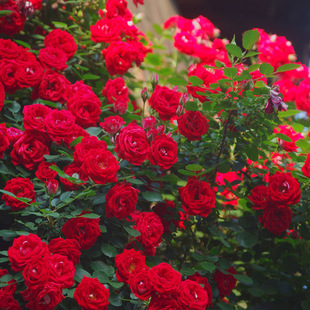 ��Ԯ��tСŮ���¼��໨�̨�Nޱ����I����΢�Ͷ��^�ٱ��¼�����