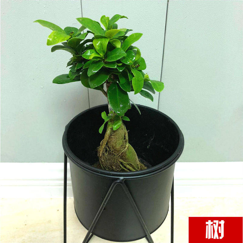 Planta verde de escritorio mayorista flor de oficina flor de rosa verde árbol rico base de plantas de maceta interior suministro image 25
