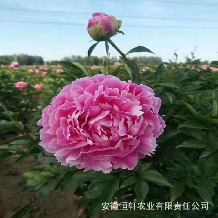 Оптовые лечебные саженцы, улучшенные саженцы белого пиона, прямые продажи из происхождения, паростки пиона, цветущие саженцы, декоративные саженцы пиона.