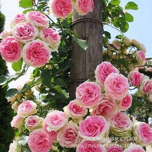 Pink Longsha Gem European Moon Vine Scaffold Greening This Rose Climbing Vine Creeping Wall Rose Rose