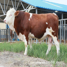 肉牛犊养殖有补贴吗 成年肉牛多少钱一斤 西门塔尔小牛多少钱一只