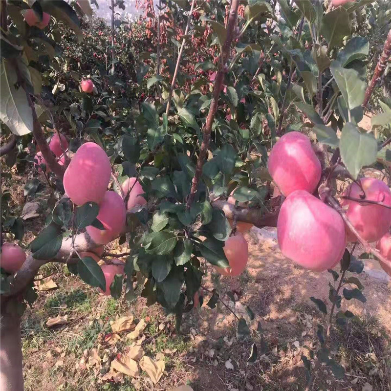 微信图片_201911271135304