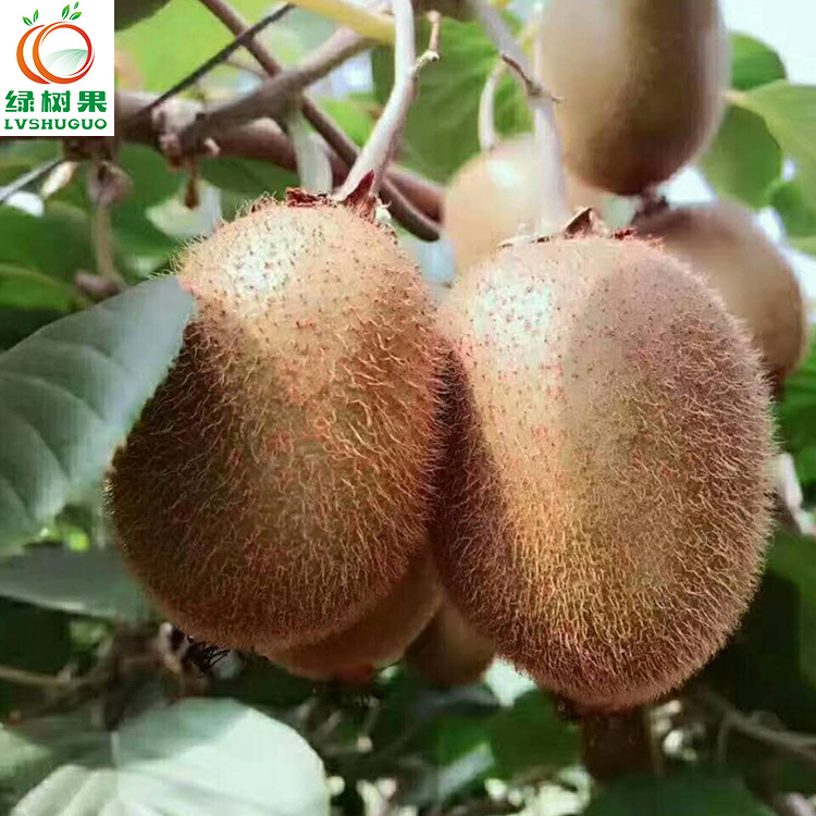 Trees light green Kiwi Hayward 60g-80g6 Meixian fresh Kiwi fruit 8.28 Deliver goods