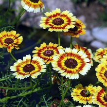 花环菊种子混色四季种园林景观花海公园花卉种子阳台绿植花卉种子