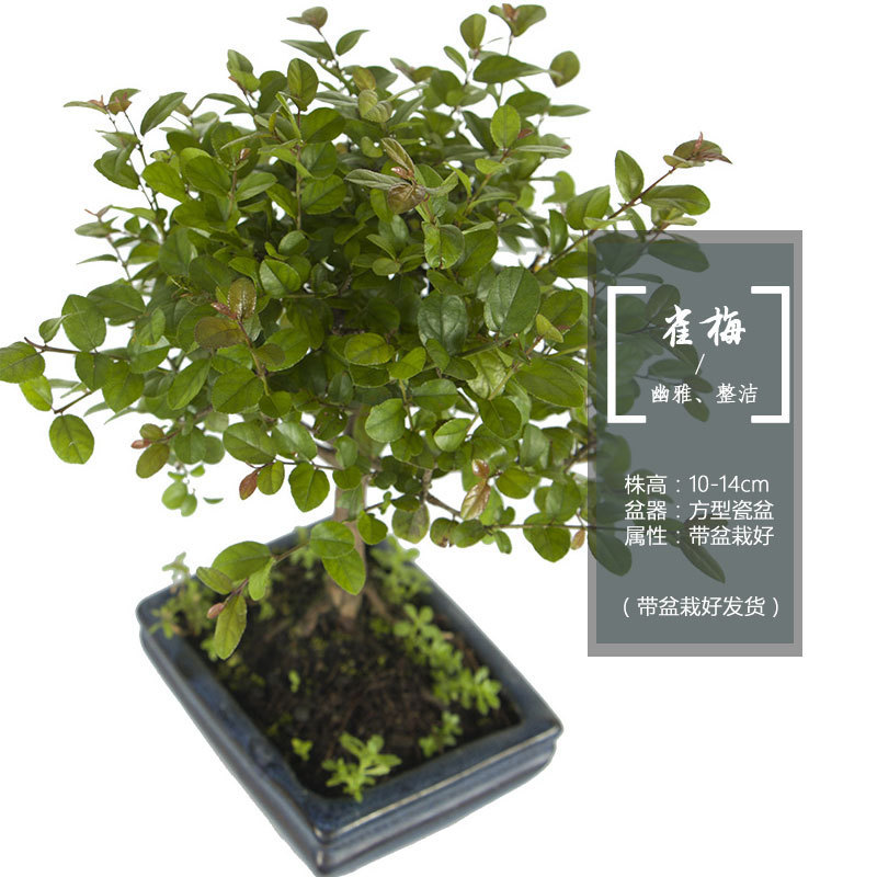 [Direct farmers]Sageretia originality bonsai flowers and plants Potted plant green indoor Flowers Potted plant Botany indoor