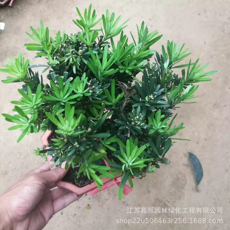 土壤罗汉松盆景松柏造型盆景 干湿中性罗汉松盆栽