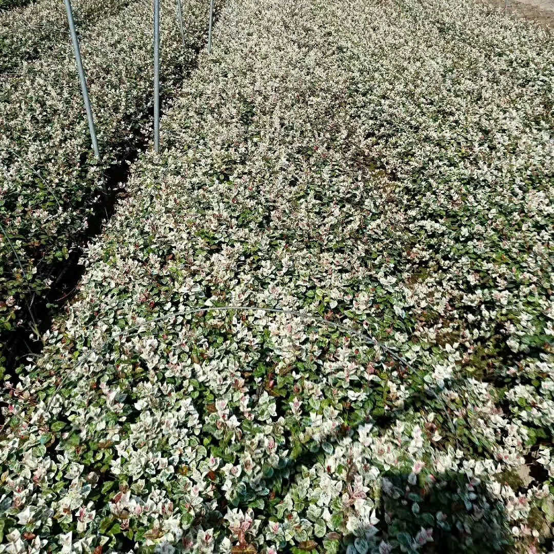 904 Базовые прямые продажи цветочных листьев и листового камня 15-30 см мешка рассады контейнера