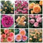 欧洲庭院四季盆栽花卉